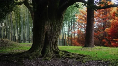 Tree trunk and powerful tree roots covered with moss 스톡 동영상 221756778