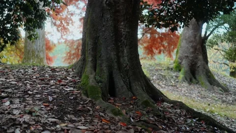 Tree trunk and powerful tree roots covered with moss 스톡 동영상 221756785