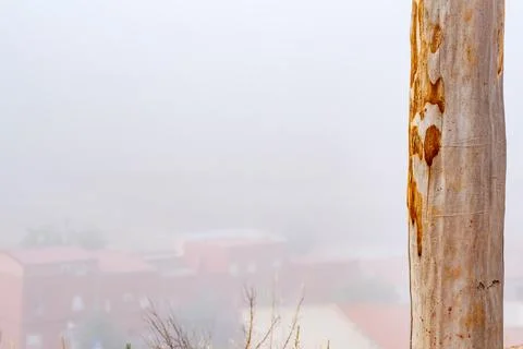 Tree Trunk and Red Roofs in the Haze Stock Photos