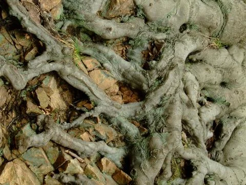 Tree trunk and root Stock Photos