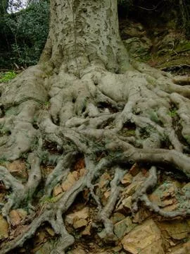 Tree trunk and root Stock Photos