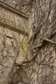 Tree trunk and root Stock Photos