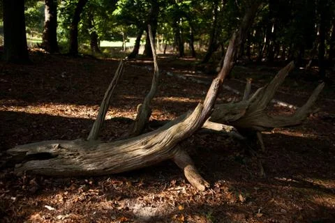 Tree trunk and root Stock Photos