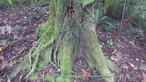Tree trunk and roots covered with moss and lichen, rainforest, Indonesia Stock Footage 182758459