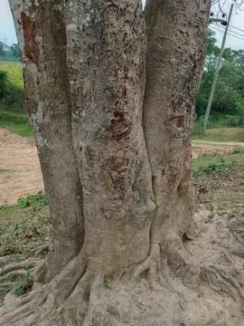 Tree trunk and roots in the nature in Bangladesh Stockfoto's
