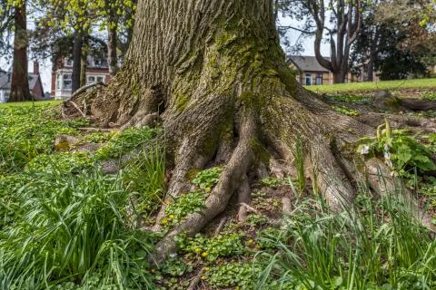 Tree trunk and roots in the park Stock Photos
