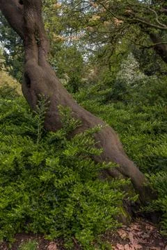 Tree trunk and roots in the park Stock Photos