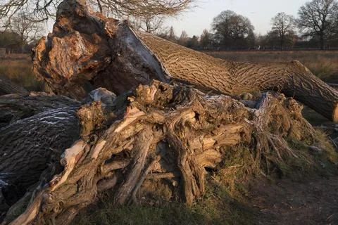 Tree trunk and roots Stock-Fotos