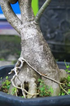 Tree Trunk and Roots in Pot Close Up Stock Photos