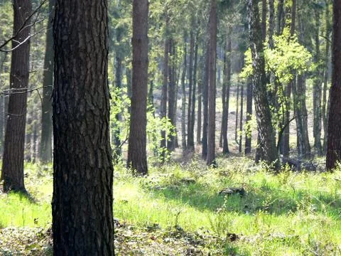 Tree trunk and slightly blurred forest in the distance Foto stock