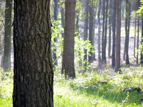 Tree trunk and slightly blurred forest in the distance Fotos Stock