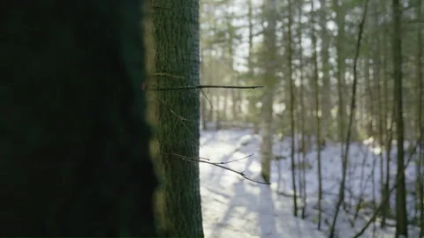 Tree trunk and small branch close up view in bright winter forest Stockbeeldmateriaal 255995259