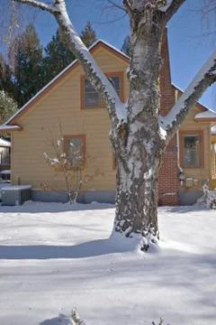 Tree trunk and snow covered ground. Stock Photos