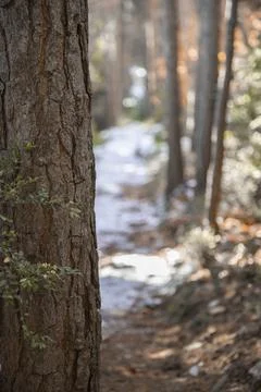 Tree trunk and a snowy path Stock Photos