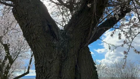 Tree Trunk And Tree Crown Of A Blossoming Tree In Spring. Almonds Trees. Stock Footage 271538536