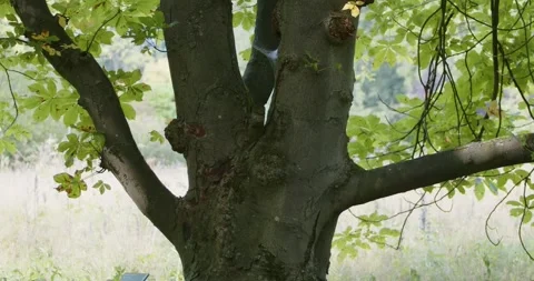 Tree trunk and tree shoot. 4K Stock Footage 242158922