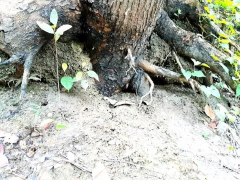 The tree trunk and tree trunk above the ground. Stock Photos