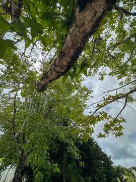 Tree trunk and treetop Stock Photos