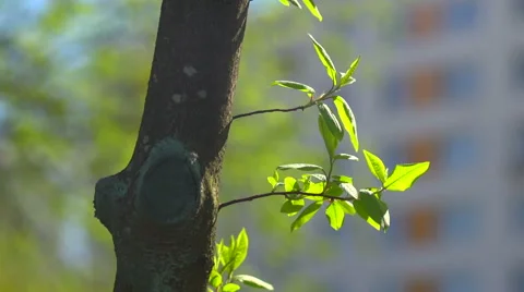 Tree trunk and twig with leaves Stock Footage 57723559