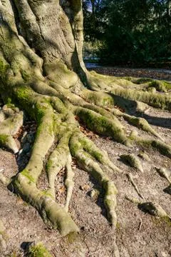 Tree trunk and twisted roots Stock Photos