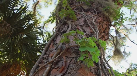 Tree Trunk and Vine Video stock 62767068