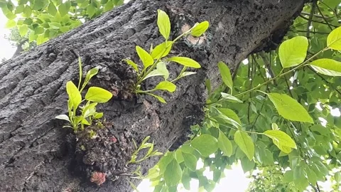Tree trunk and young branches. Close up. Stock Footage 135412162