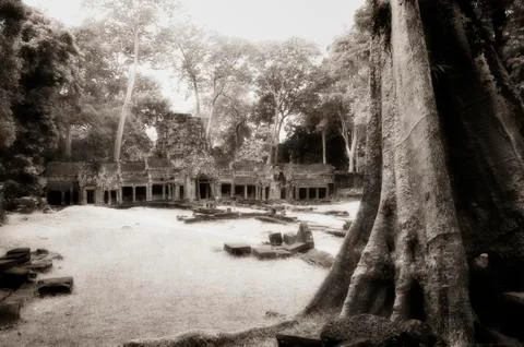 Tree trunk at Angkor temple Foto stock