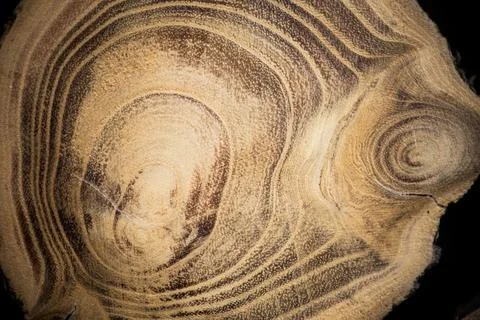 Tree trunk with annual rings Stock Photos