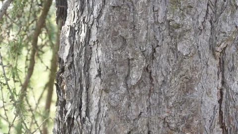 Tree trunk with ant Stock Footage