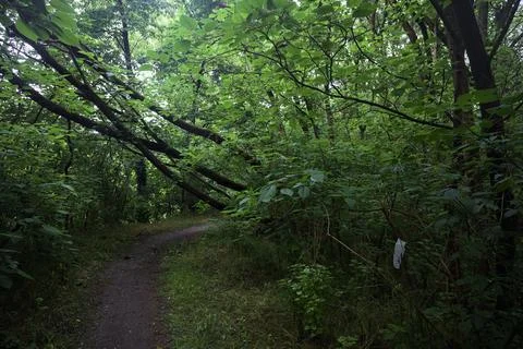 Tree trunk arching over a trail Stock Photos