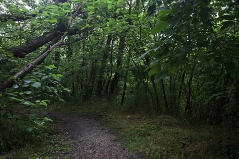 Tree trunk arching over a trail Stock Photos