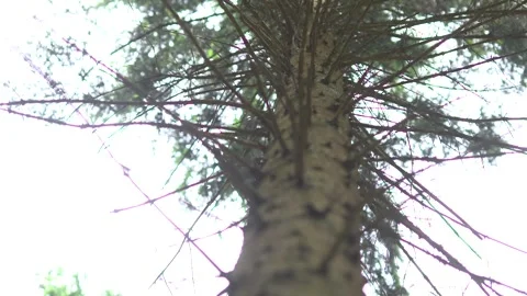A Tree Trunk in the Ardennes Forest in Belgium Stock Footage 325351853