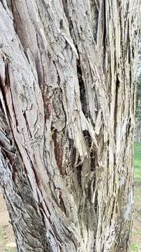 Tree trunk with ash bark 스톡 사진