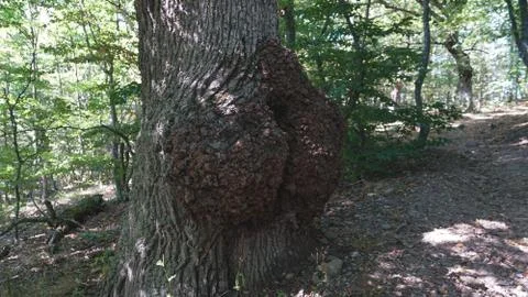 Tree trunk with ass-shaped knar . Forest, Crimea. Stock Photos