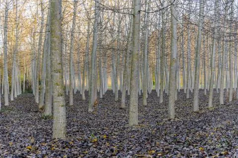 Tree trunk in autum Stock Photos