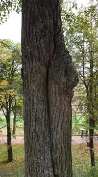 Tree trunk in autumn close-up Stock Photos