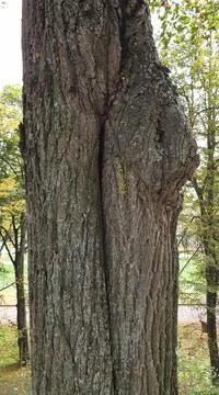 Tree trunk in autumn close-up Foto stock