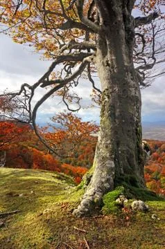 Tree trunk in autumn Stock Photos