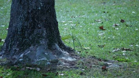 Tree trunk in autumn Stock Photos