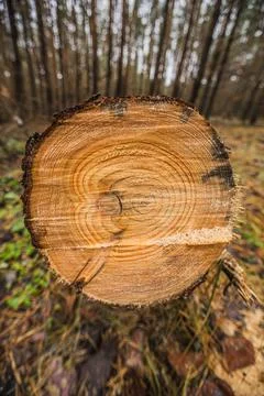 A tree trunk in an autumn pine forest Stock Photos