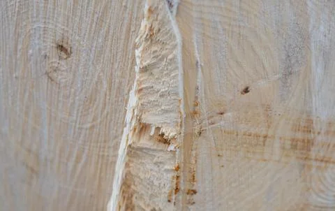 Tree trunk background after the tree has been felled Stockfoto's