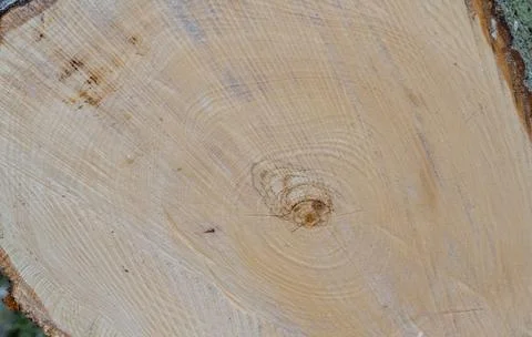 Tree trunk background after the tree has been felled Stock Photos