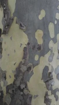 Tree trunk background backdrop Stock Photos