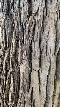 Tree trunk background, Bark pattern is seamless texture from tree. For back.. Stock Photos