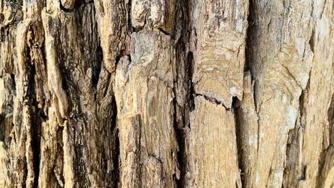 Tree trunk background, Bark pattern is seamless texture from tree. For back.. Stock Photos