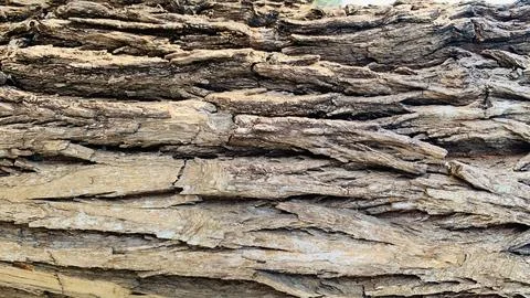 Tree trunk background, Bark pattern is seamless texture from tree. For back.. Stock Photos