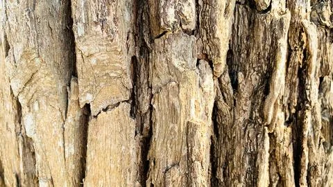 Tree trunk background, Bark pattern is seamless texture from tree. For back.. Stock Photos
