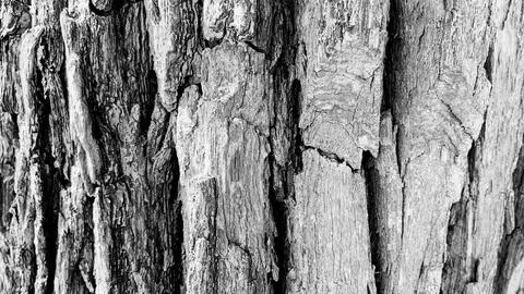 Tree trunk background, Bark pattern is seamless texture from tree. For back.. Stock Photos