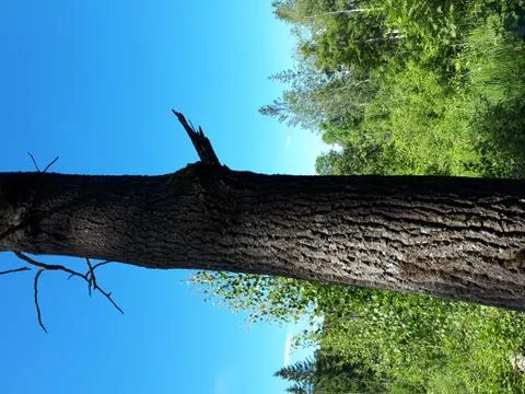 Tree trunk on the background of blue sky Stock Photos