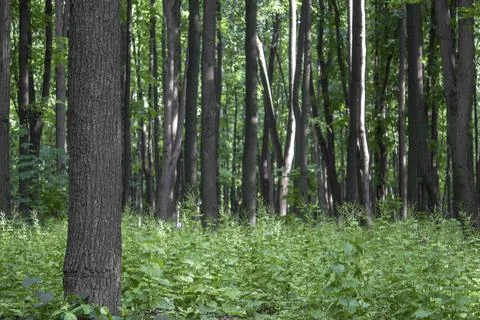 Tree trunk on a background of blurry summer fresh bright green forest and gra Stock Photos